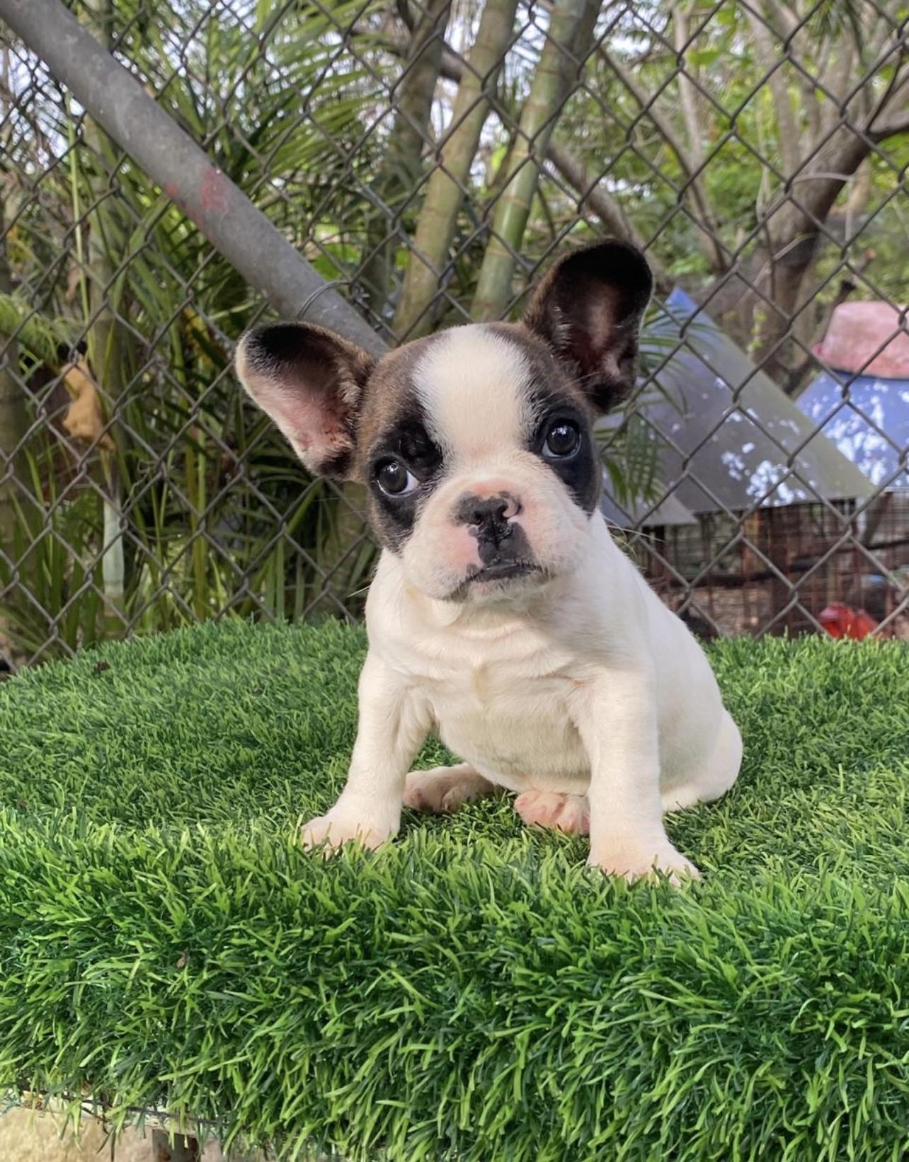 Bulldog francés hembra  Foto 7304211-3.jpg