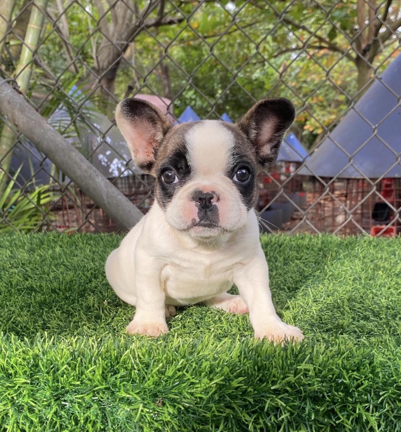 Bulldog francés hembra  Foto 7304211-4.jpg