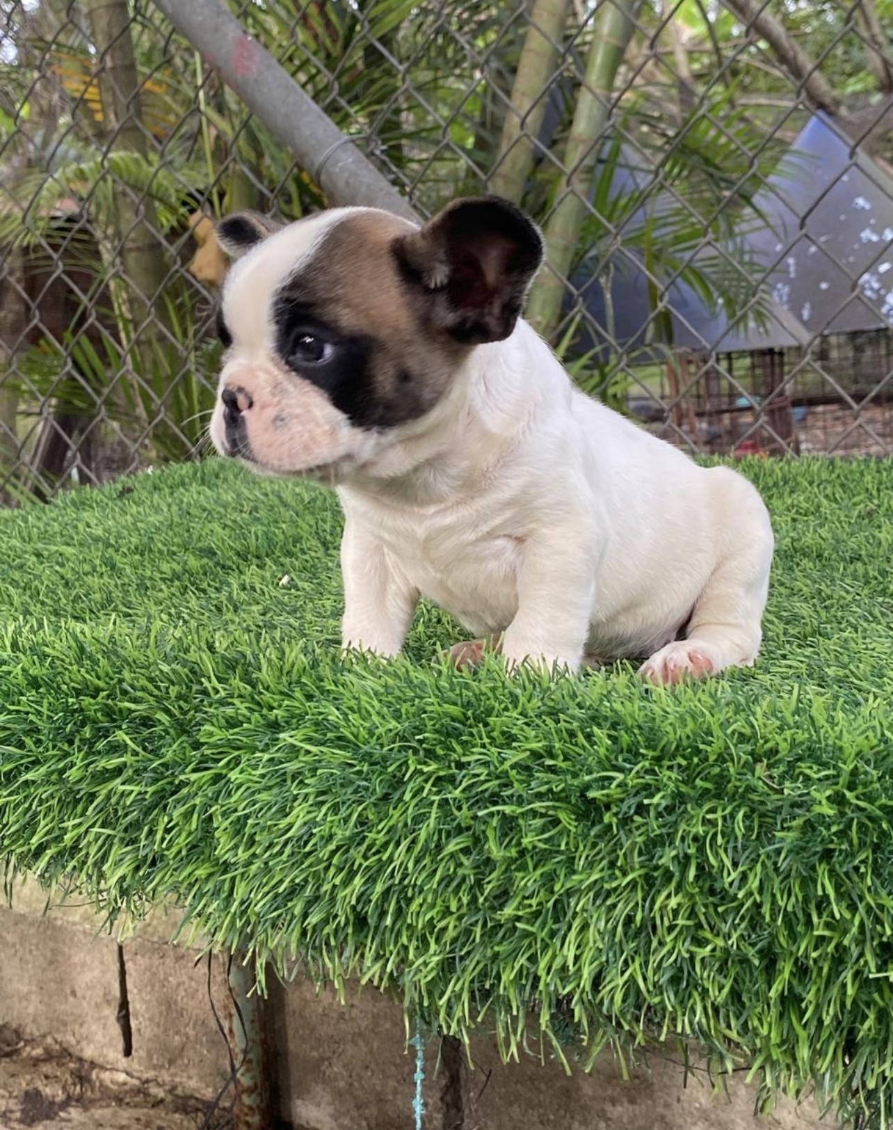 Bulldog francés hembra  Foto 7304211-6.jpg