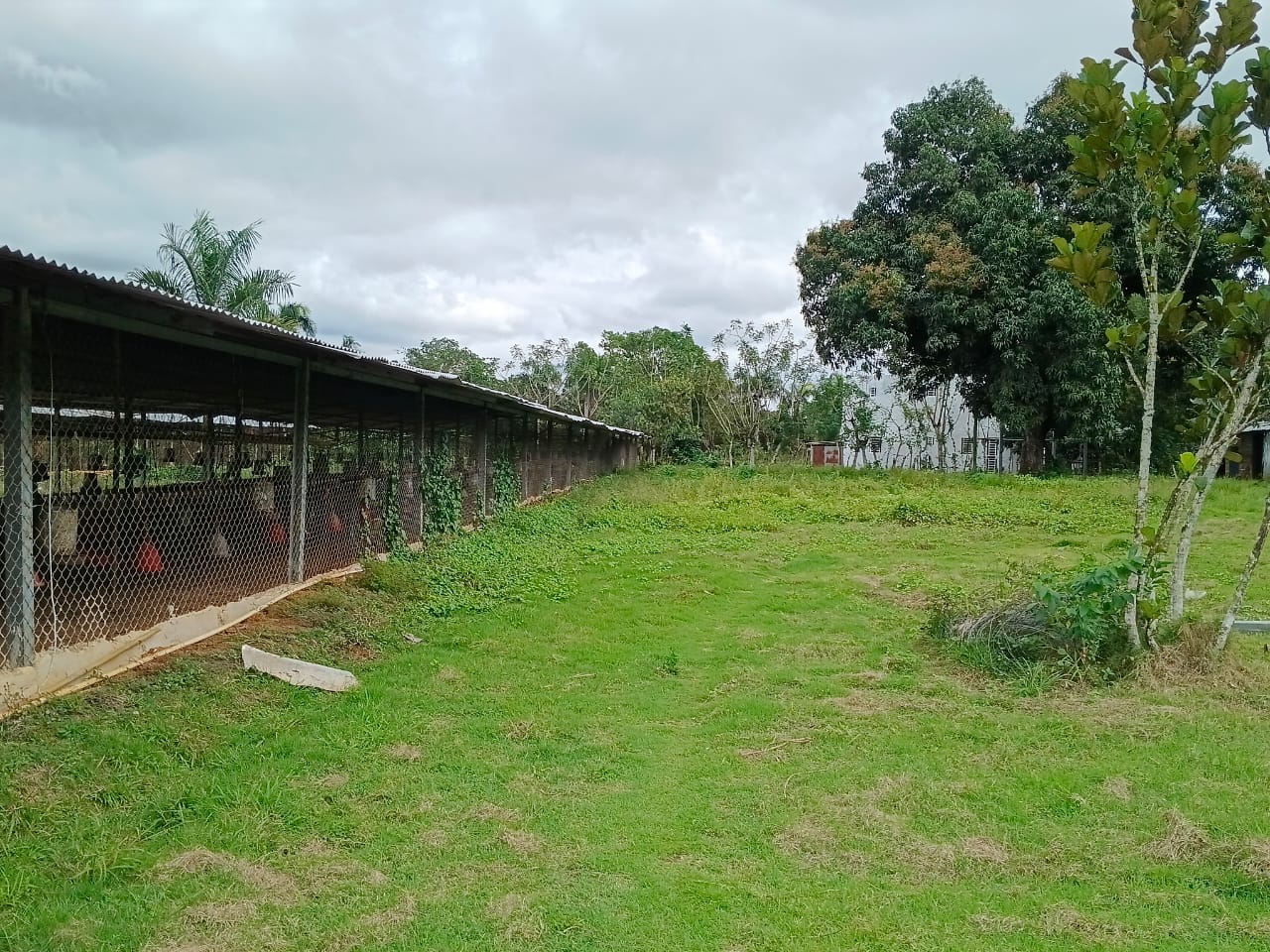 Finca de 21 tareas recreativas y agrícolas con tres naves para crianza Foto 7304236-11.jpg
