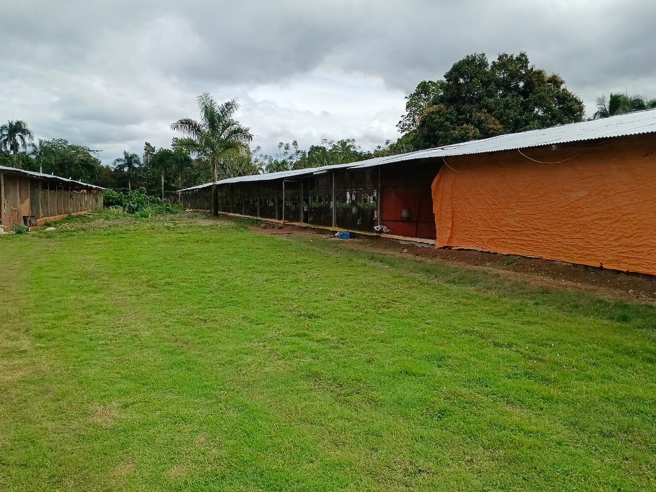 Finca de 21 tareas recreativas y agrícolas con tres naves para crianza Foto 7304236-5.jpg