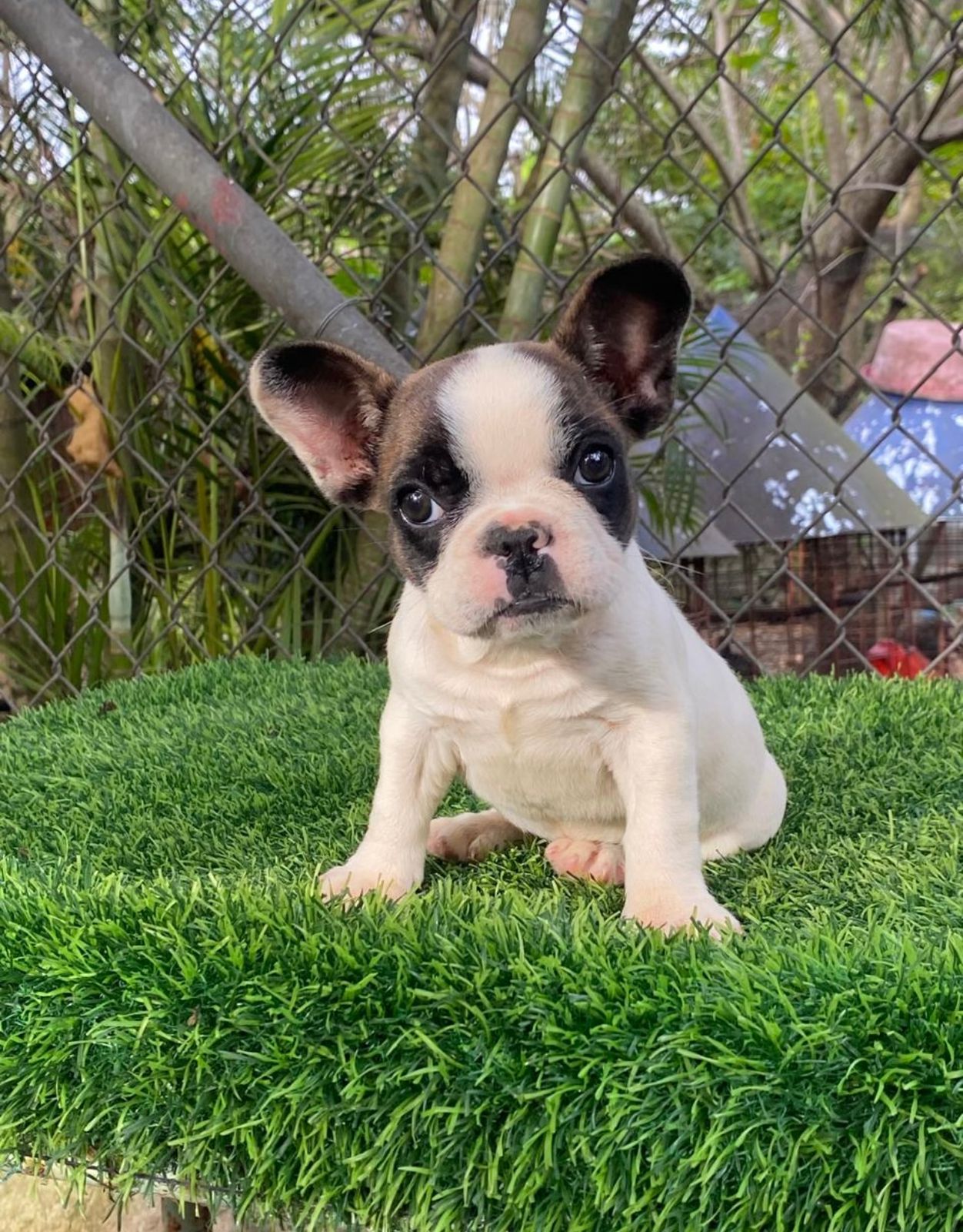 OFERTA CACHORRO BULLDOG FRANCES HEMBRA EN SANTO DOMINGO Y VACUNADO Foto 7304274-2.jpg