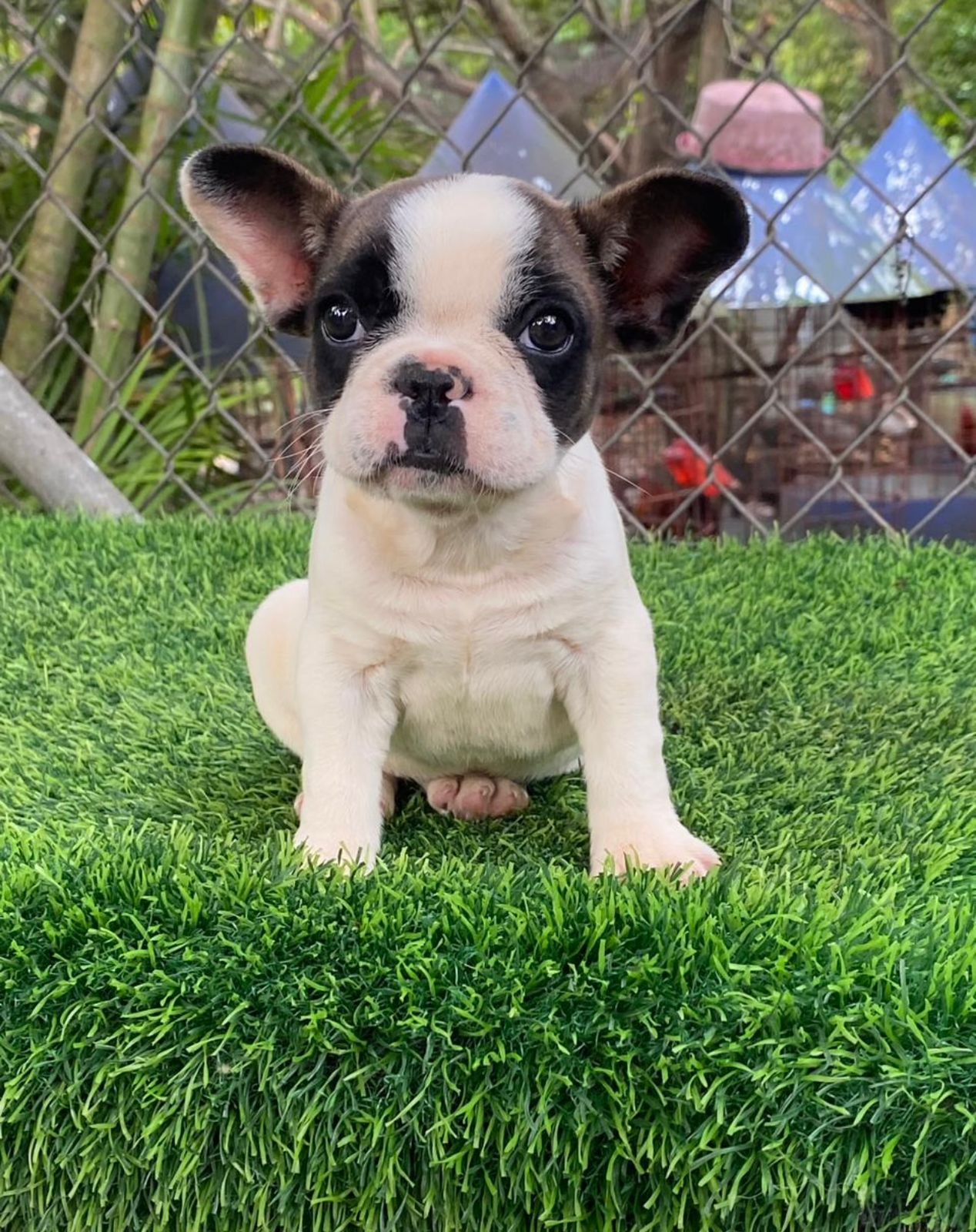 OFERTA CACHORRO BULLDOG FRANCES HEMBRA EN SANTO DOMINGO Y VACUNADO Foto 7304274-3.jpg