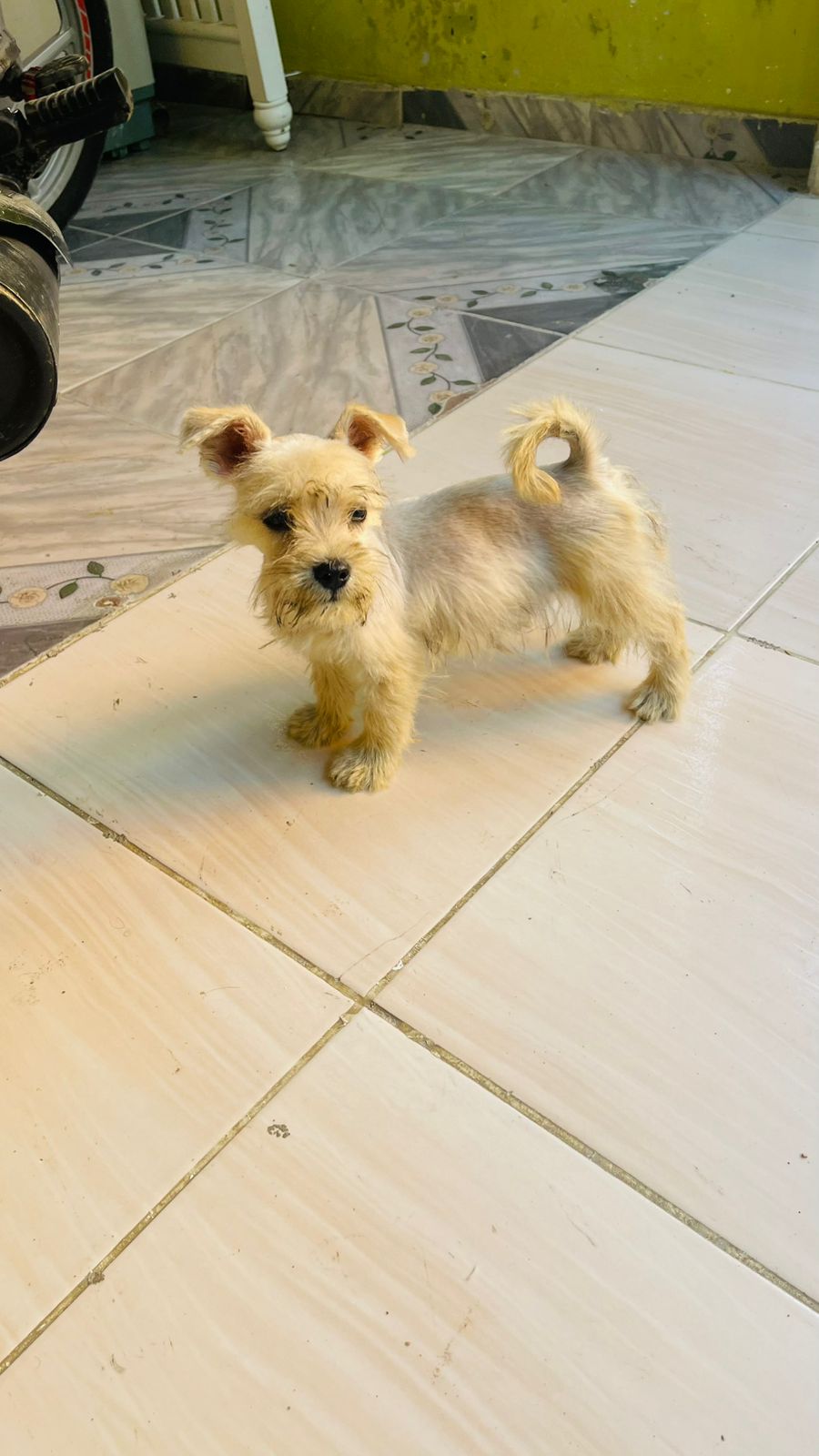 OFERTA CACHORRO SCHNAUZER HEMBRA SE ENTREGA CON SUS VACUNAS AL DIA EN  Foto 7304376-1.jpg