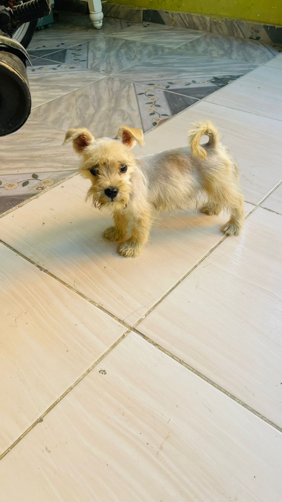 OFERTA CACHORRO SCHNAUZER HEMBRA SE ENTREGA CON SUS VACUNAS AL DIA EN  Foto 7304376-2.jpg