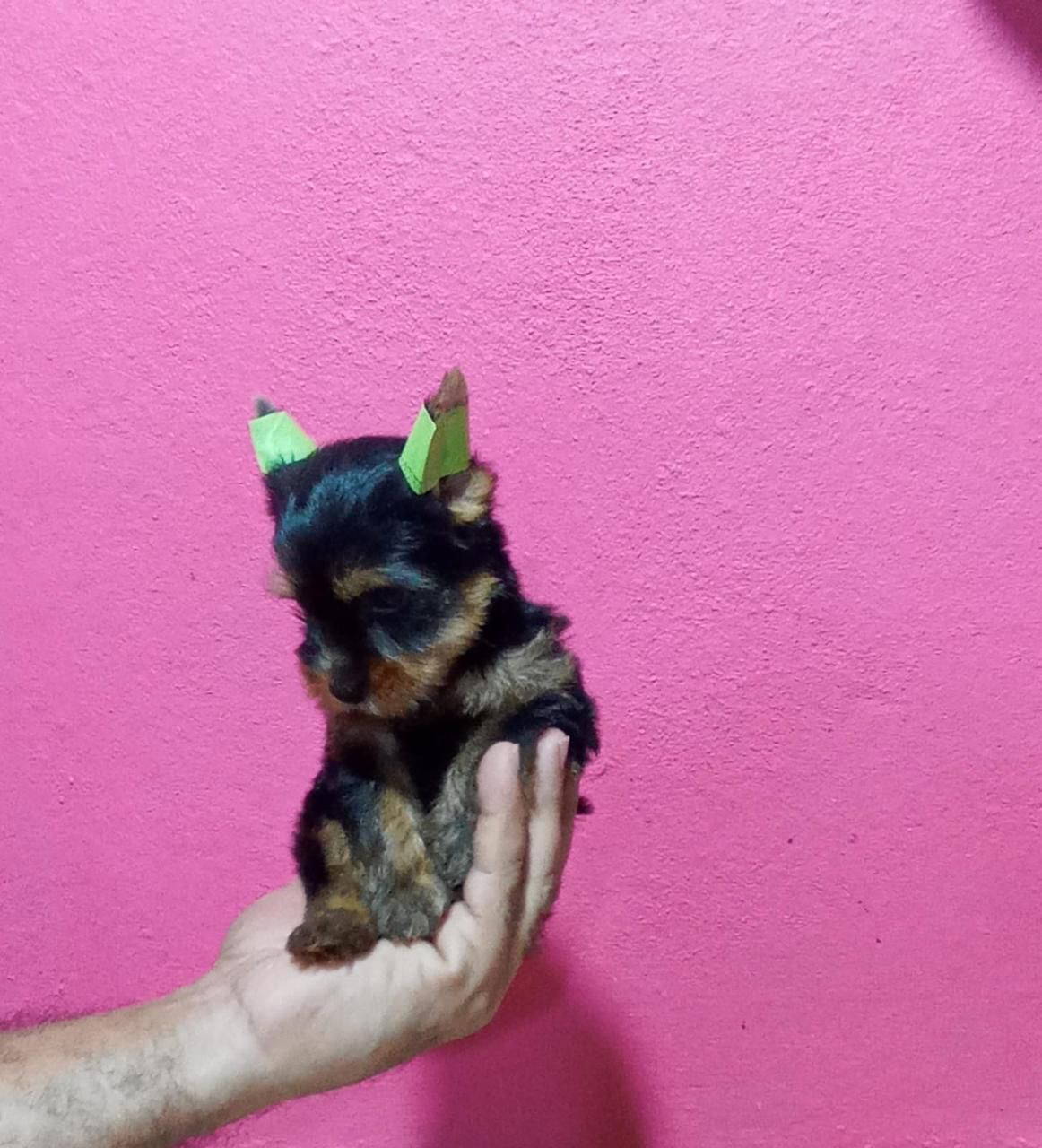 OFERTA CACHORRO YORKIE MACHO EN SANTO DOMINGO VACUNA AL DIA Foto 7304377-1.jpg