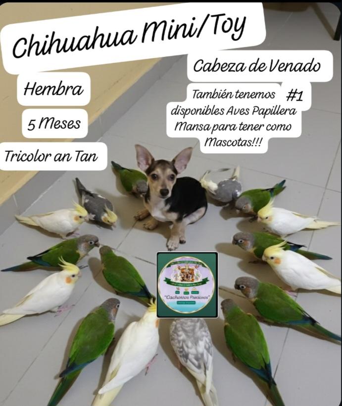 Cotorra y Cacatuas/Ninfas Domesticada  Foto 7304391-2.jpg