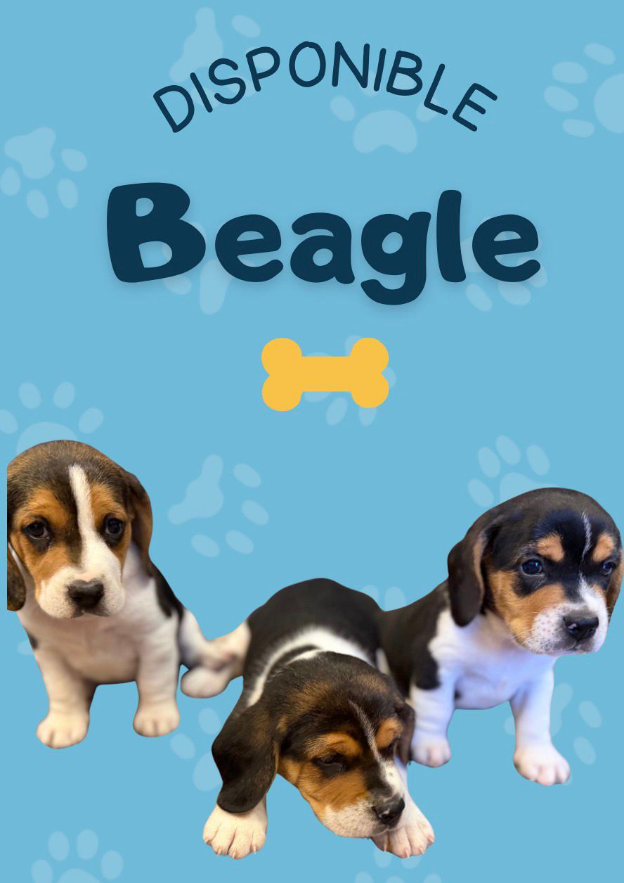 Cachorros Beagles Disponibles !!!!!! Foto 7304703-1.jpg