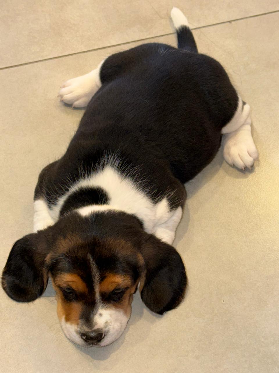 Cachorros Beagles Disponibles !!!!!! Foto 7304703-2.jpg