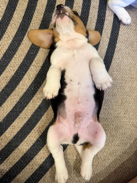 Cachorros Beagles Disponibles !!!!!! Foto 7304703-4.jpg