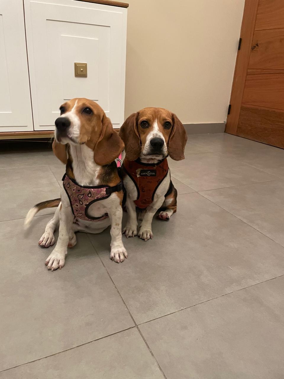 Cachorros Beagles Disponibles !!!!!! Foto 7304703-6.jpg