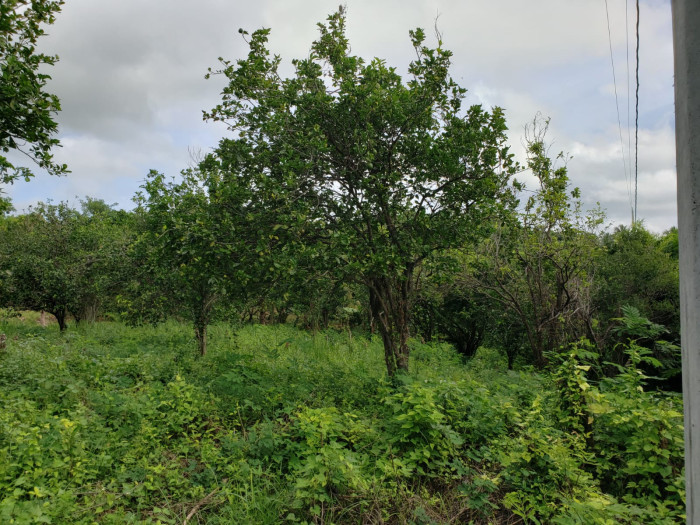 Finca en Venta de 38257 metros en Hatillo San Cristobal  Foto 7304852-7.jpg