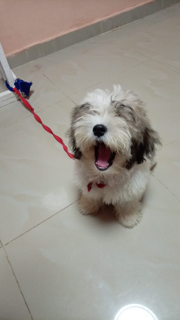 OFERTA CACHORRO SHIPOO MACHO EN SANTO DOMINGO Y VACUNA AL DIA  Foto 7305097-1.jpg