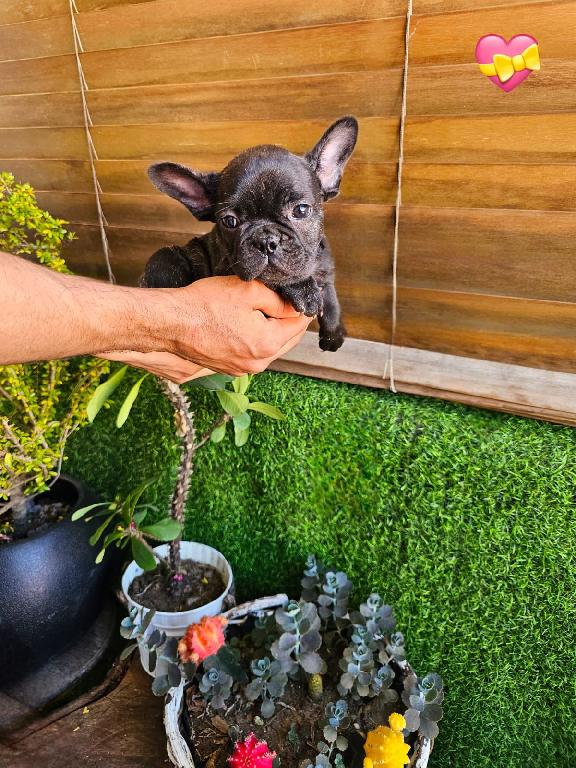 OFERTA CACHORRO BULLDOG FRANCES HEMBRA EN SANTO DOMINGO Y VACUNA AL DI Foto 7305099-1.jpg