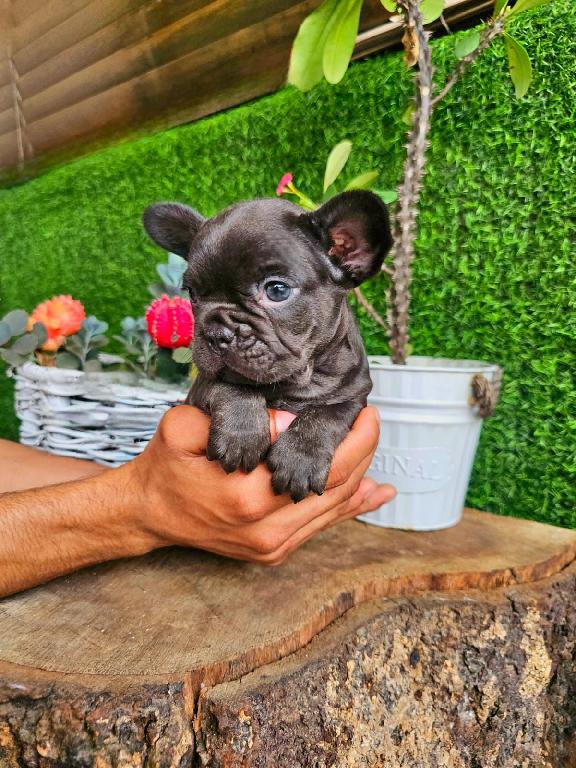 OFERTA CACHORRO BULLDOG FRANCES MACHO CHOCOLATE CON SU VACUNA AL DIA E Foto 7305100-1.jpg