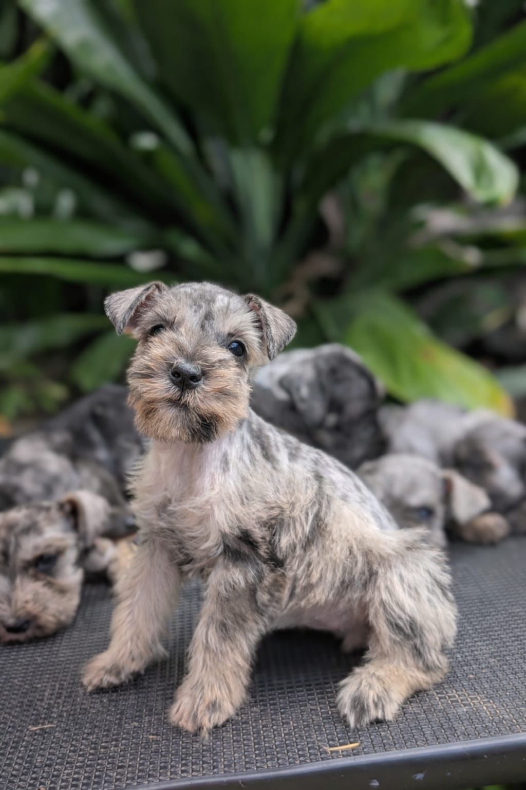 OFERTA CACHORRO SCHNAUZER MACHO EN SANTO DOMINGO CON SU VACUNA AL DIA  Foto 7305101-1.jpg