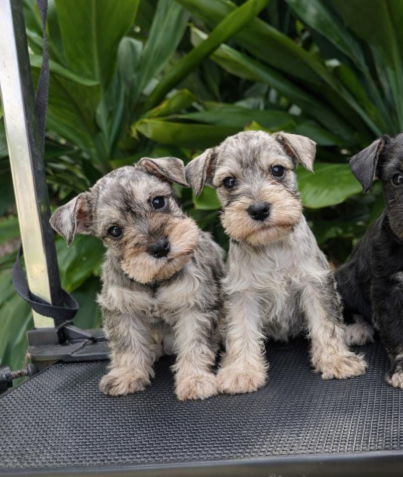 OFERTA CACHORRO SCHNAUZER MACHO EN SANTO DOMINGO CON SU VACUNA AL DIA  Foto 7305101-2.jpg