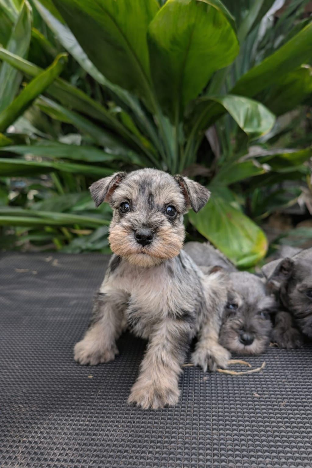 OFERTA CACHORRO SCHNAUZER MACHO EN SANTO DOMINGO CON SU VACUNA AL DIA  Foto 7305101-3.jpg