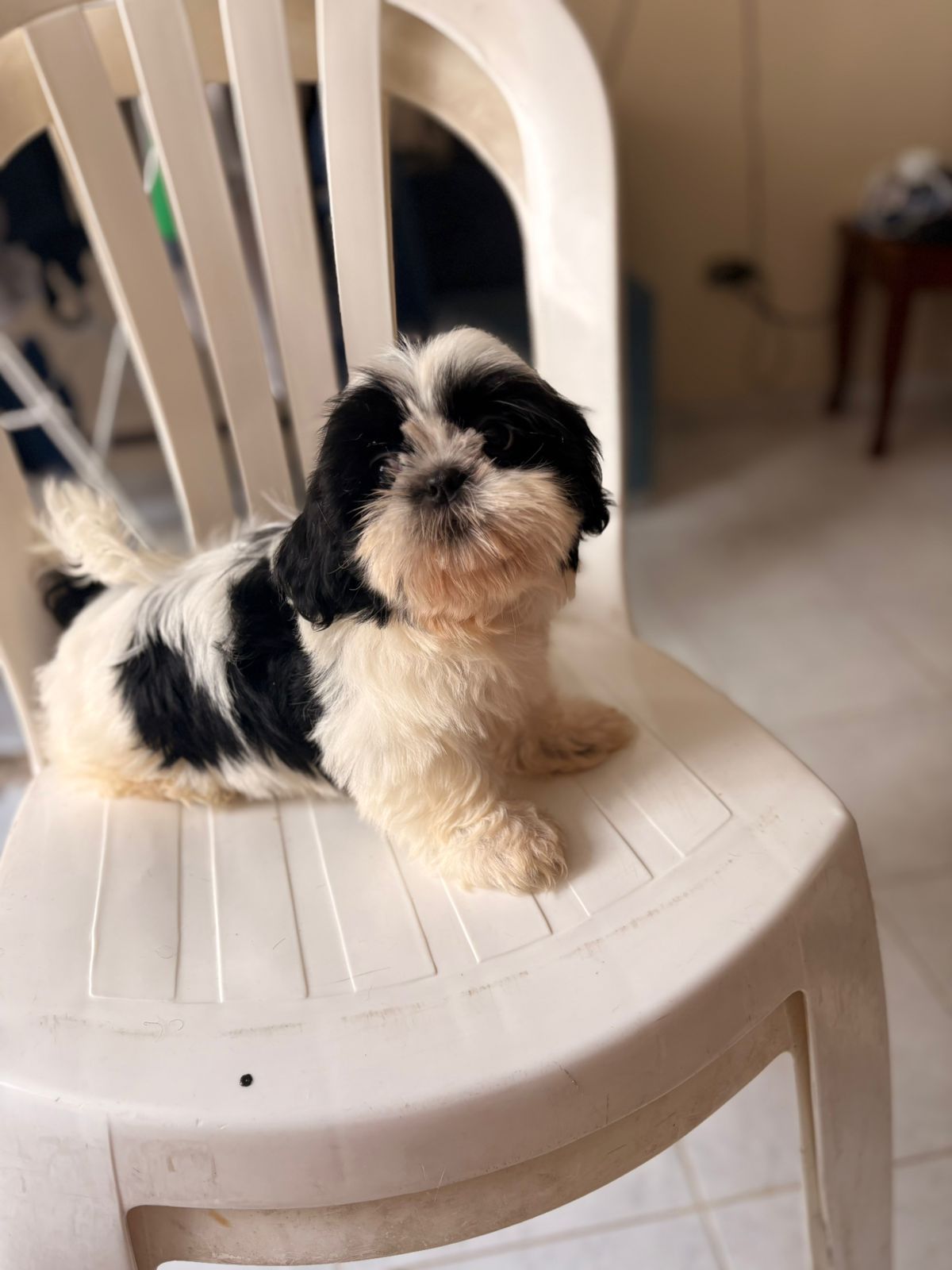 OFERTA CACHORRO SHIH TZU MACHO EN SANTO DOMINGO Y VACUNADOS  Foto 7305102-1.jpg