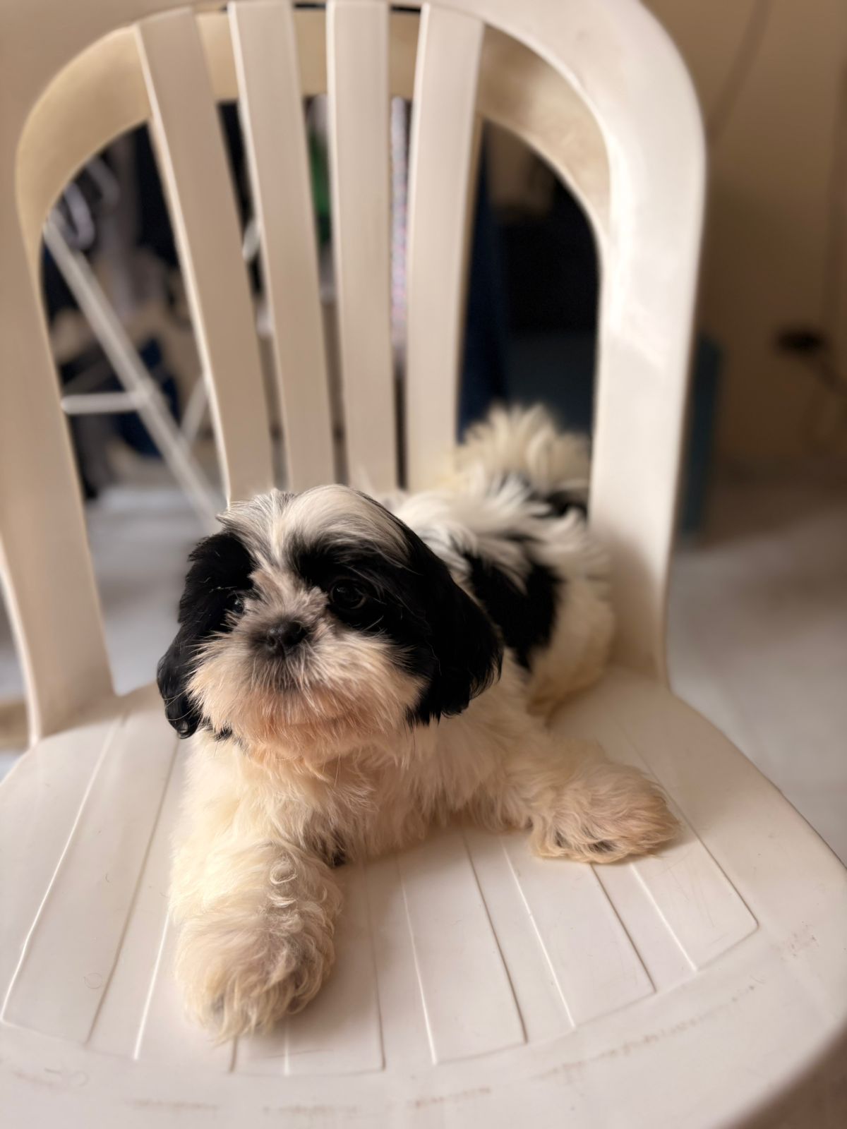 OFERTA CACHORRO SHIH TZU MACHO EN SANTO DOMINGO Y VACUNADOS  Foto 7305102-2.jpg