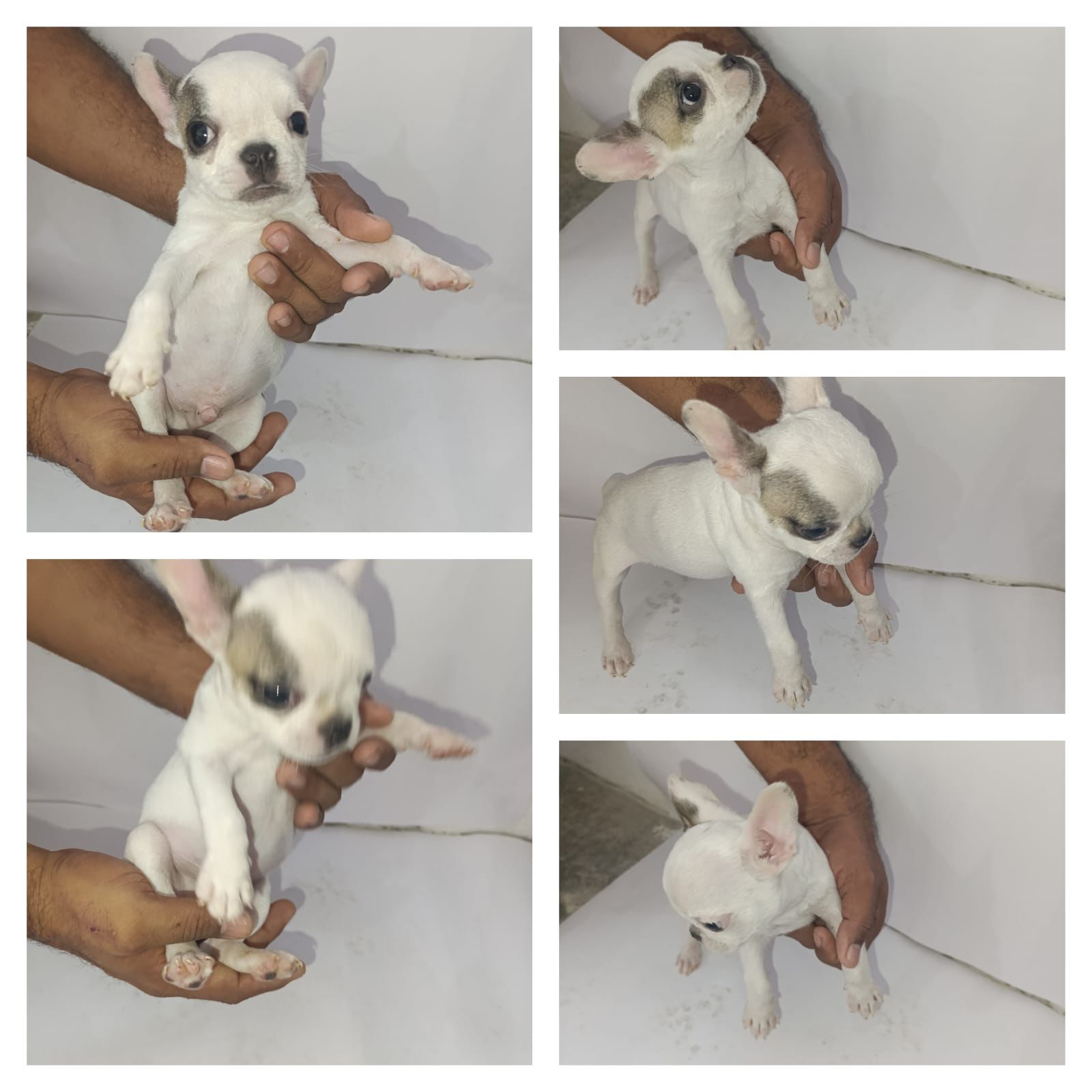 OFERTA CACHORRO BULLDOG FRANCES MACHO CON SU VACUNA AL DIA EN SANTO DO Foto 7305104-1.jpg