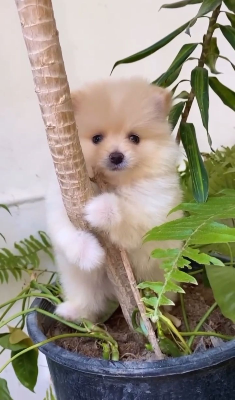 OFERTA CACHORRO POMERANIA MACHO EN SANTO DOMINGO Y VACUNADA Foto 7305106-1.jpg