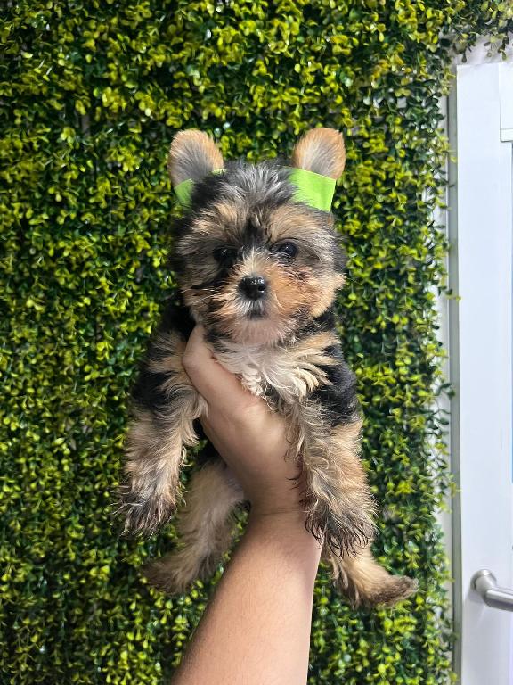 OFERTA CACHORRO YORKIE AMBOS SEXO UBICADA EN SANTO DOMINGO Y VACUNA AL Foto 7305107-1.jpg