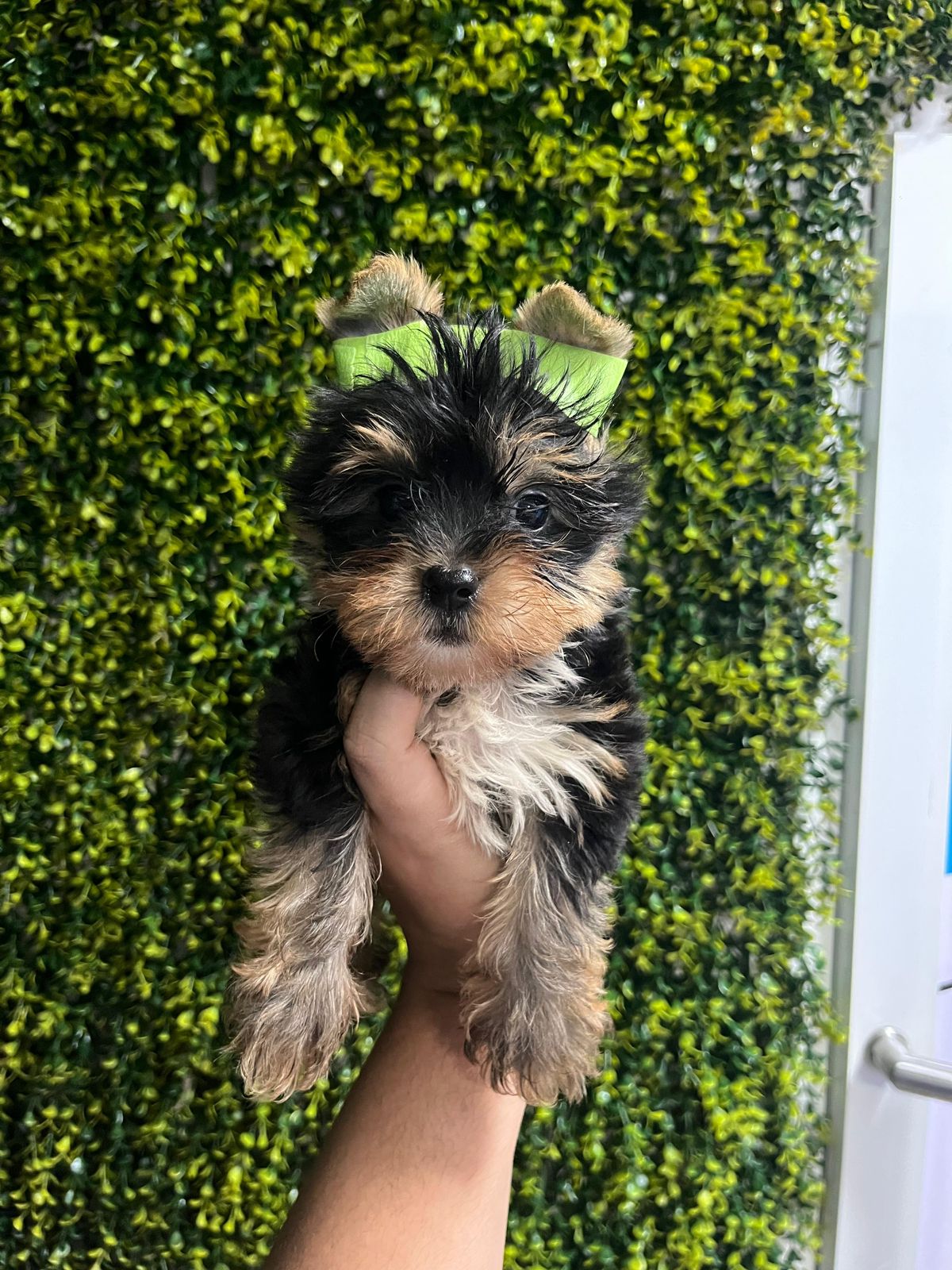OFERTA CACHORRO YORKIE AMBOS SEXO UBICADA EN SANTO DOMINGO Y VACUNA AL Foto 7305107-2.jpg
