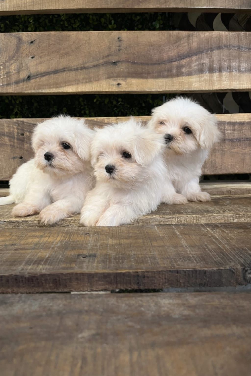 OFERTA CACHORRO MALTES MACHO EN SANTO DOMINGO Y VACUNADOS  Foto 7305108-1.jpg