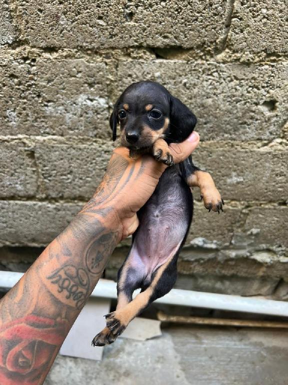 OFERTA CACHORRO SALCHICHA AMBOS SEXO EN SANTO DOMINGO SE ENTREGA VACUN Foto 7305109-1.jpg