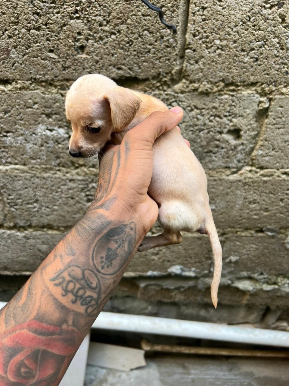 OFERTA CACHORRO SALCHICHA AMBOS SEXO EN SANTO DOMINGO SE ENTREGA VACUN Foto 7305109-2.jpg