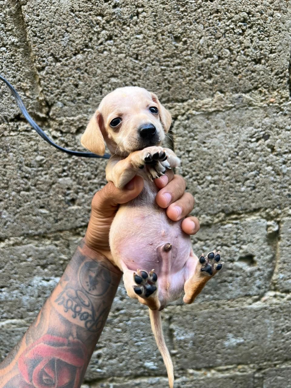 OFERTA CACHORRO SALCHICHA AMBOS SEXO EN SANTO DOMINGO SE ENTREGA VACUN Foto 7305109-3.jpg