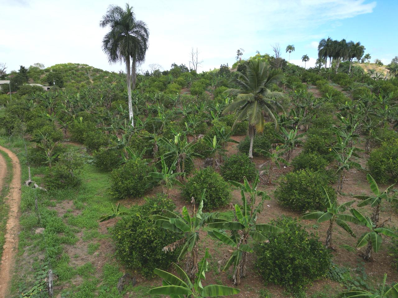 Vendo finca en Bayaguana con título y sembrada. Lee la descripción Foto 7305378-10.jpg