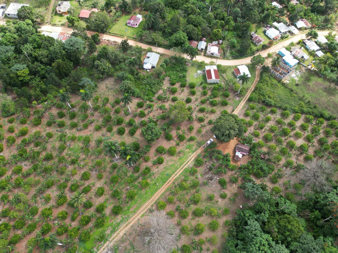Vendo finca en Bayaguana con título y sembrada. Lee la descripción Foto 7305378-12.jpg