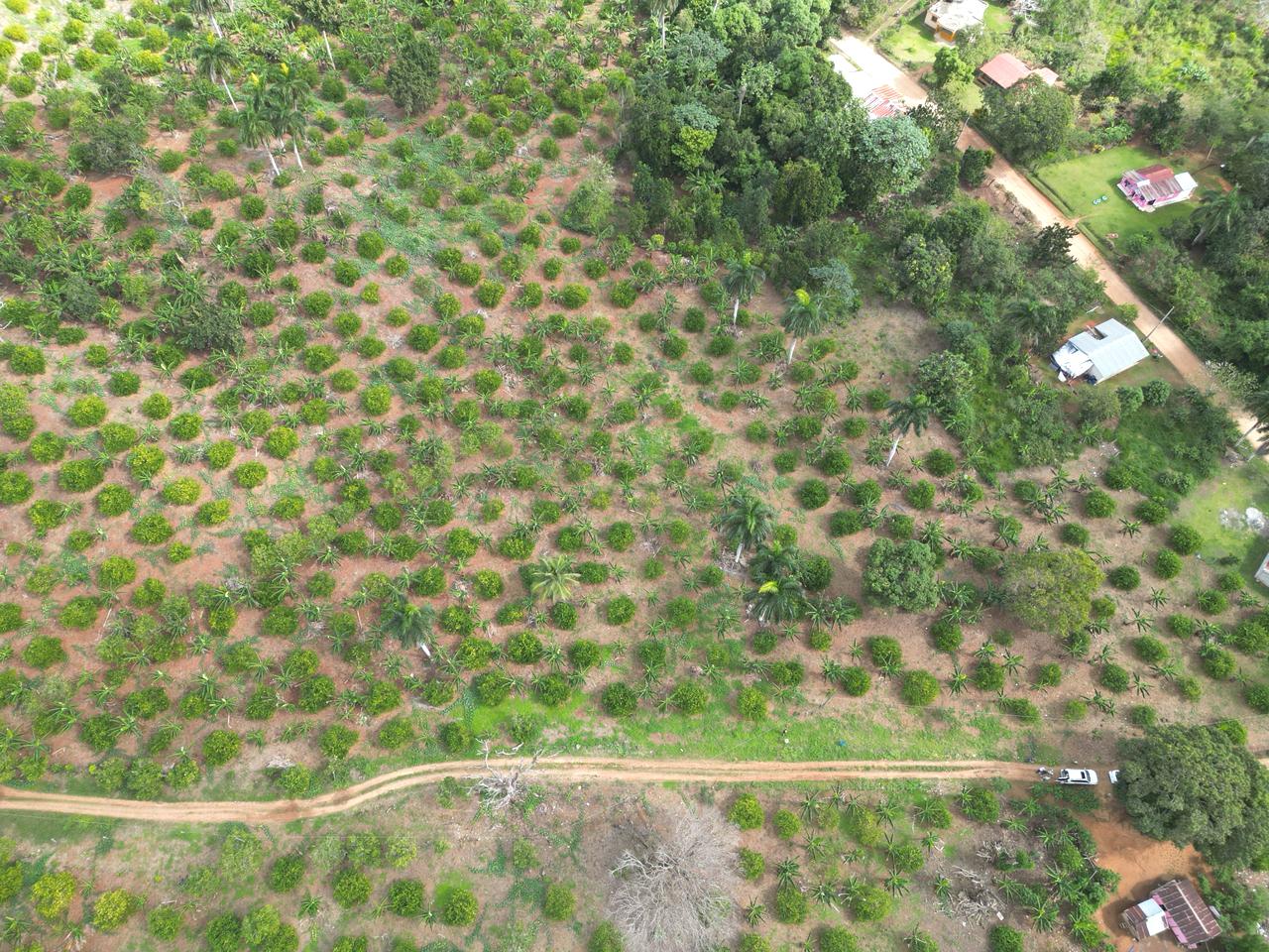 Vendo finca en Bayaguana con título y sembrada. Lee la descripción Foto 7305378-5.jpg