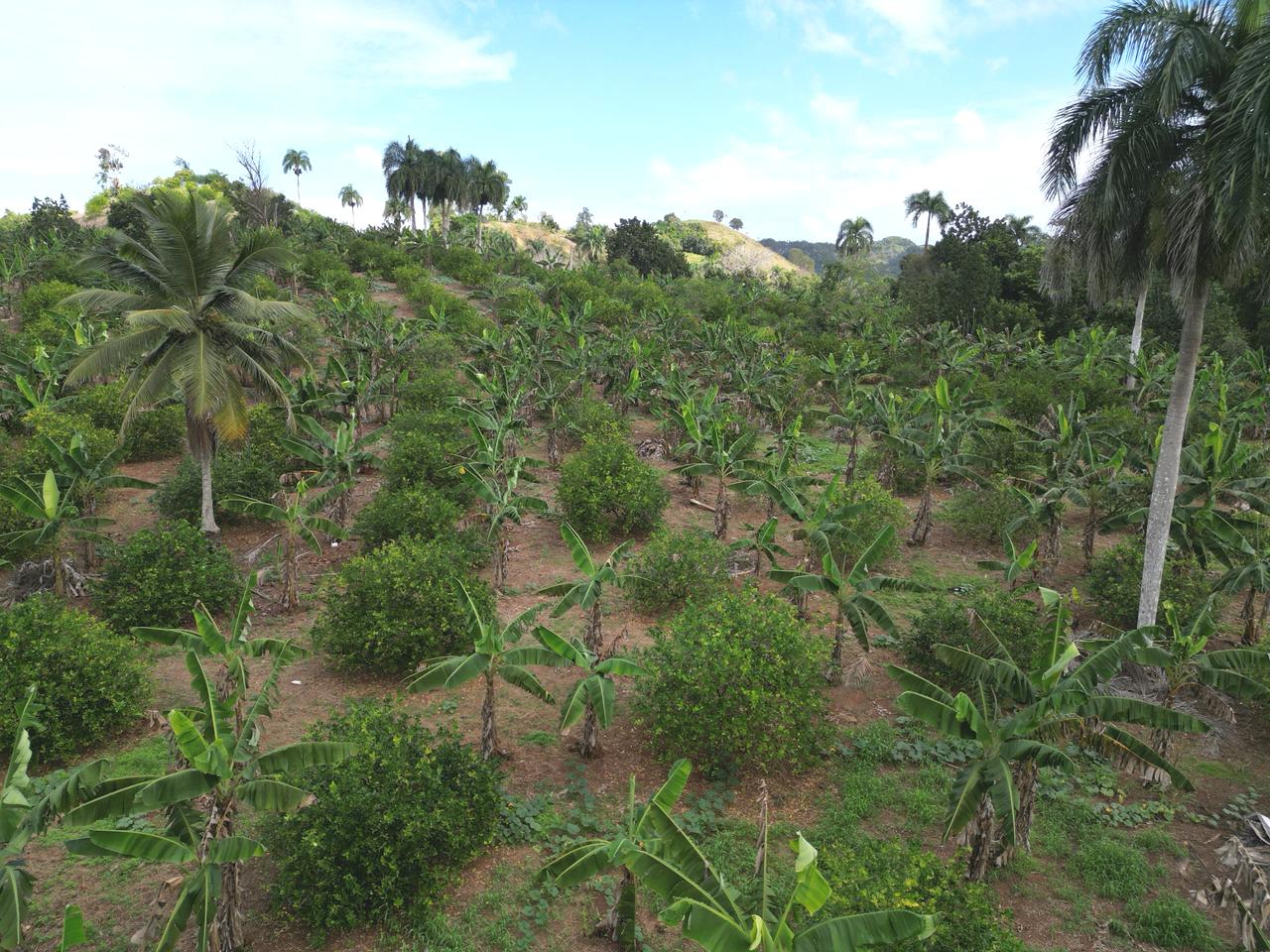 Vendo finca en Bayaguana con título y sembrada. Lee la descripción Foto 7305378-6.jpg
