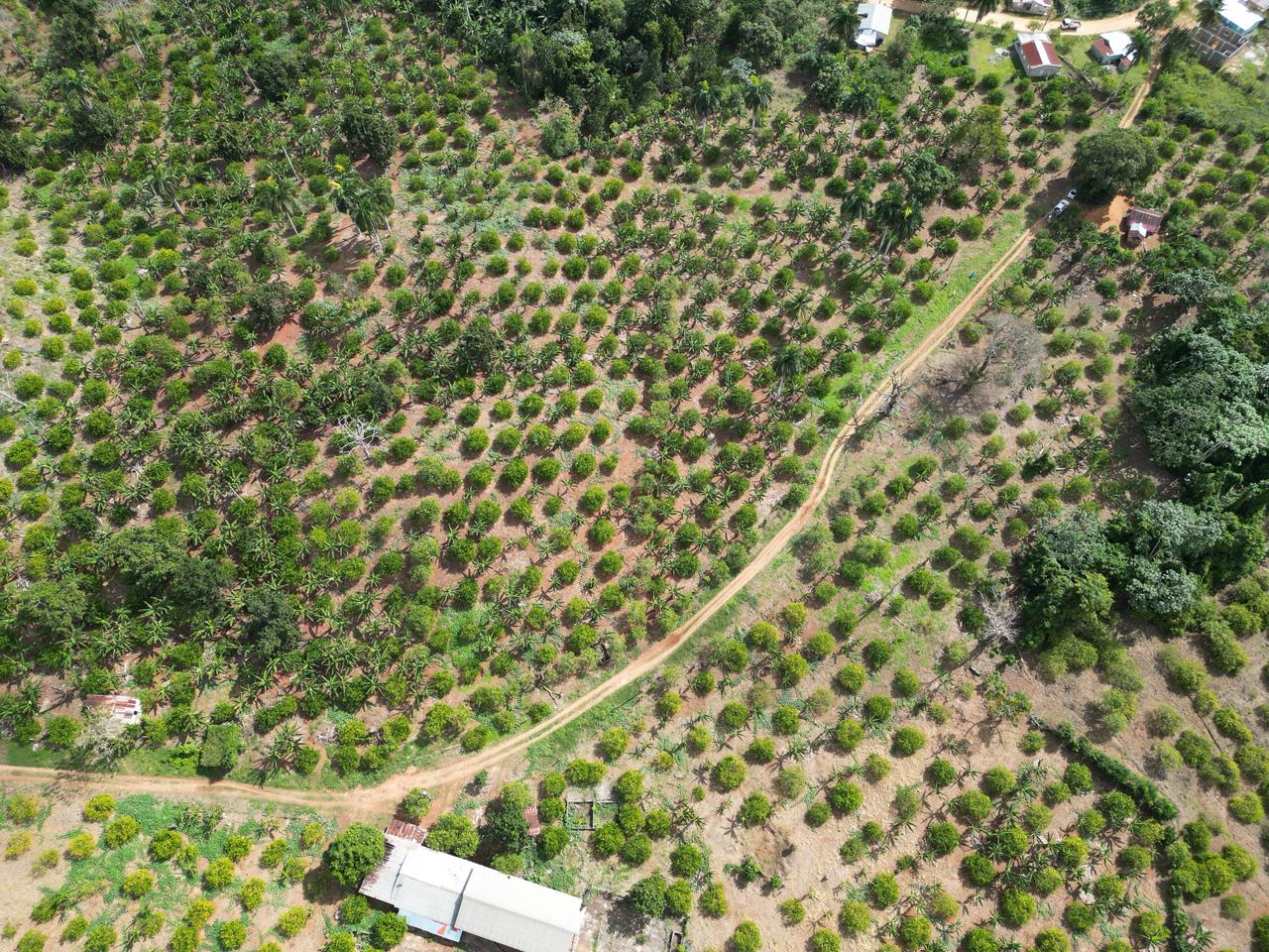 Vendo finca en Bayaguana con título y sembrada. Lee la descripción Foto 7305378-9.jpg