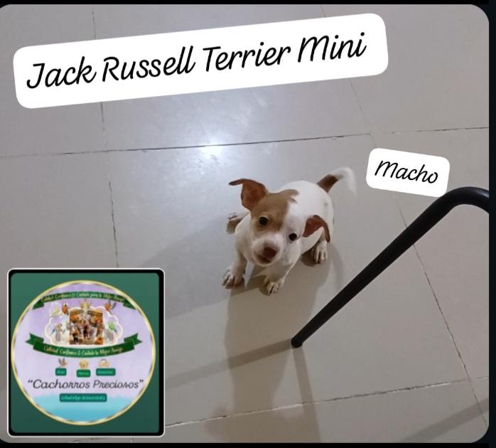 Jack Russell Terrier Mini  Foto 7305379-60687.jpg