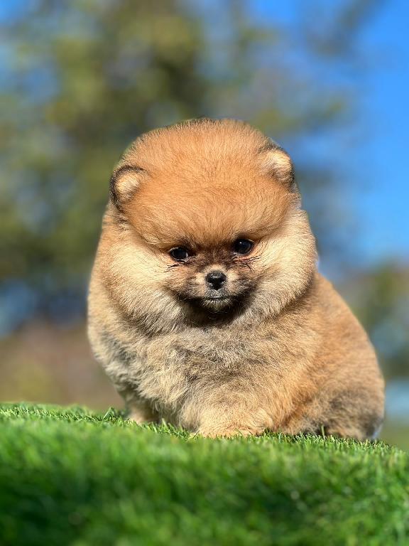 OFERTA CACHORRO POMERANIA MACHO CARA DE OSO EN SANTO DOMINGO Y VACUNAD Foto 7305383-1.jpg