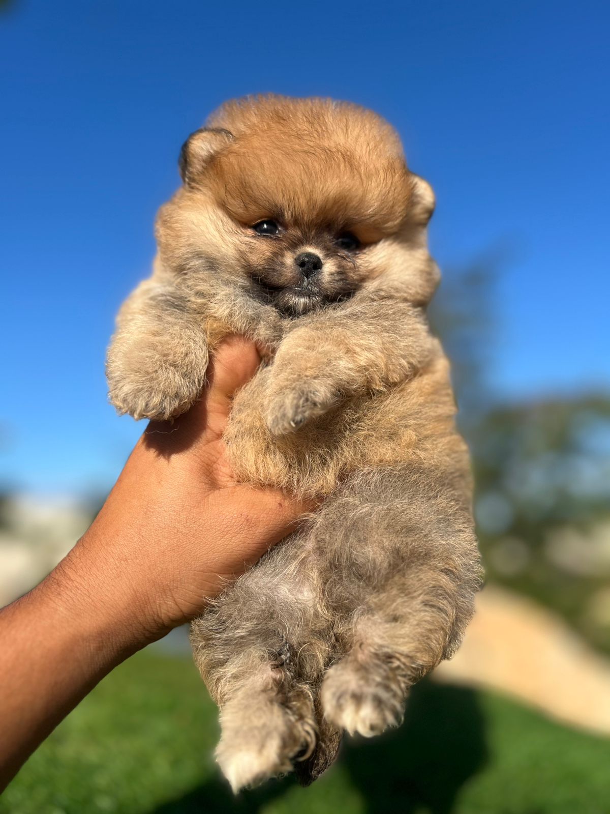 OFERTA CACHORRO POMERANIA MACHO CARA DE OSO EN SANTO DOMINGO Y VACUNAD Foto 7305383-2.jpg