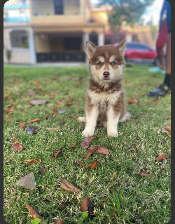 OFERTA CACHORRO HUSKY MACHO EN SANTO DOMINGO Y VACUNA AL DIA  Foto 7305384-1.jpg