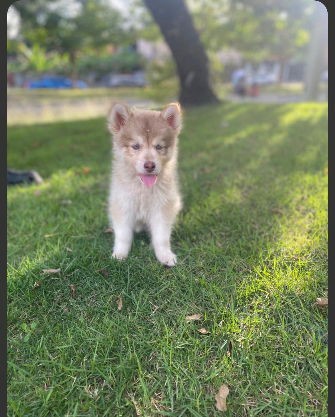 OFERTA CACHORRO HUSKY MACHO EN SANTO DOMINGO Y VACUNA AL DIA  Foto 7305384-2.jpg