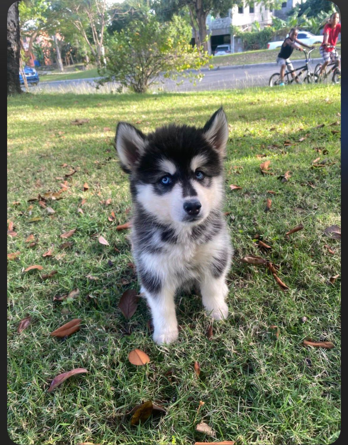 OFERTA CACHORRO HUSKY MACHO EN SANTO DOMINGO Y VACUNA AL DIA  Foto 7305384-3.jpg