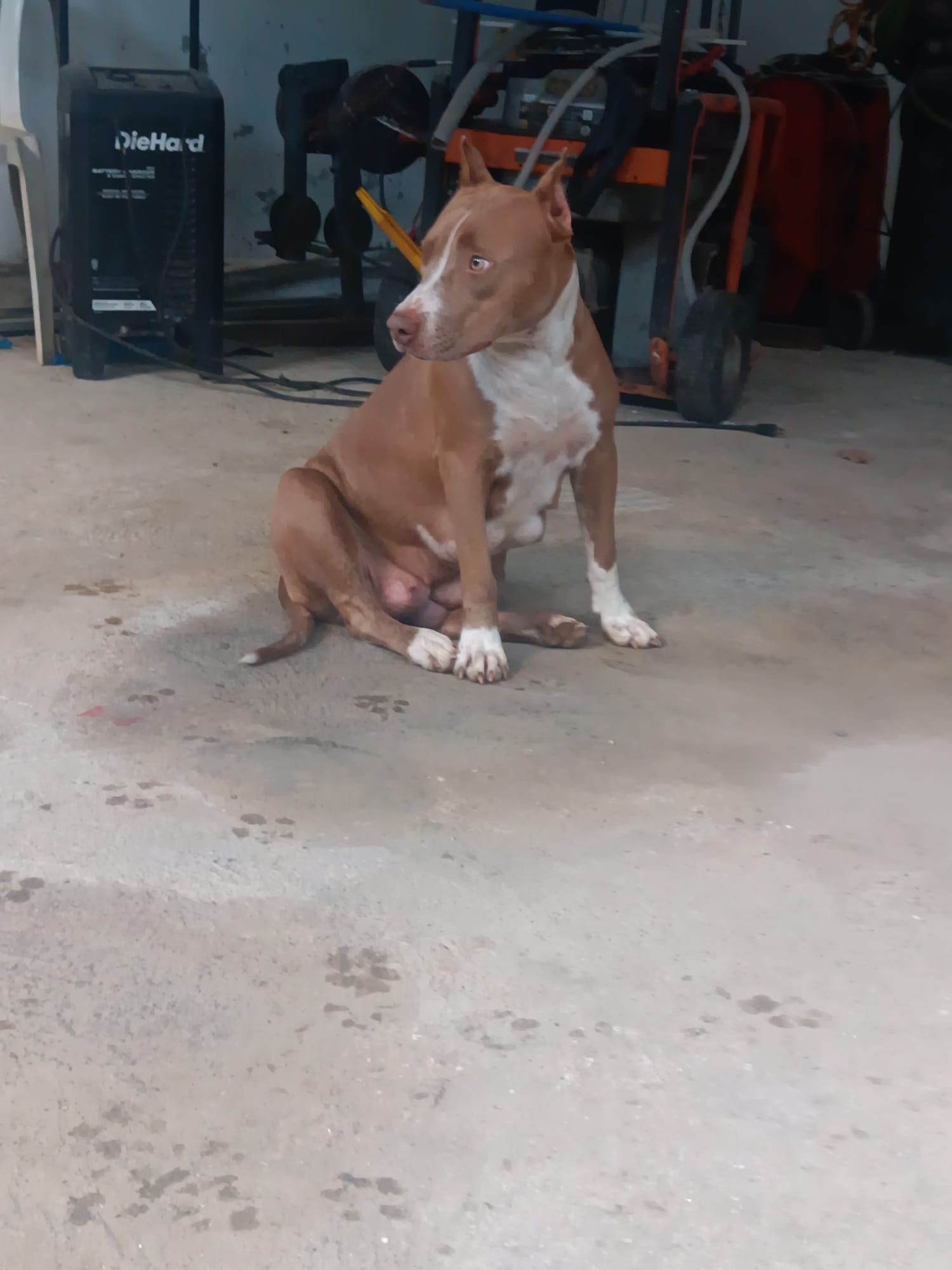 Pitbull ambos sexos  Foto 7305702-4.jpg