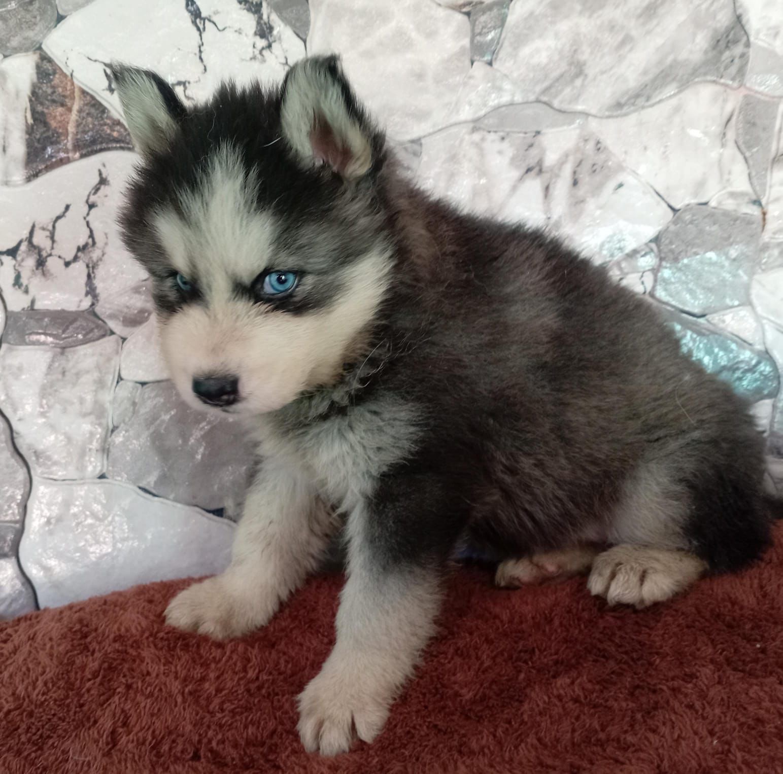 Husky siberiano hembra pelo largo  Foto 7305721-2.jpg