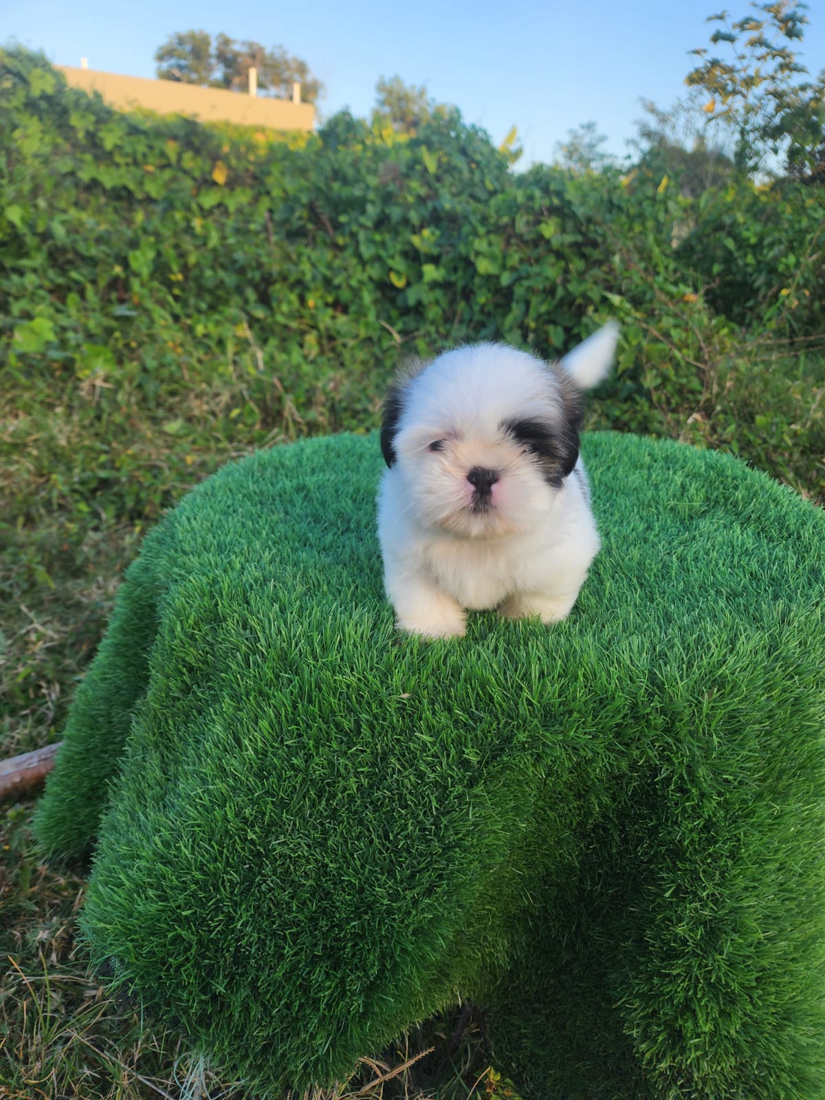OFERTA CACHORRO SHIH TZU MACHO EN SANTO DOMINGO Y VACUNADOS  Foto 7305906-3.jpg