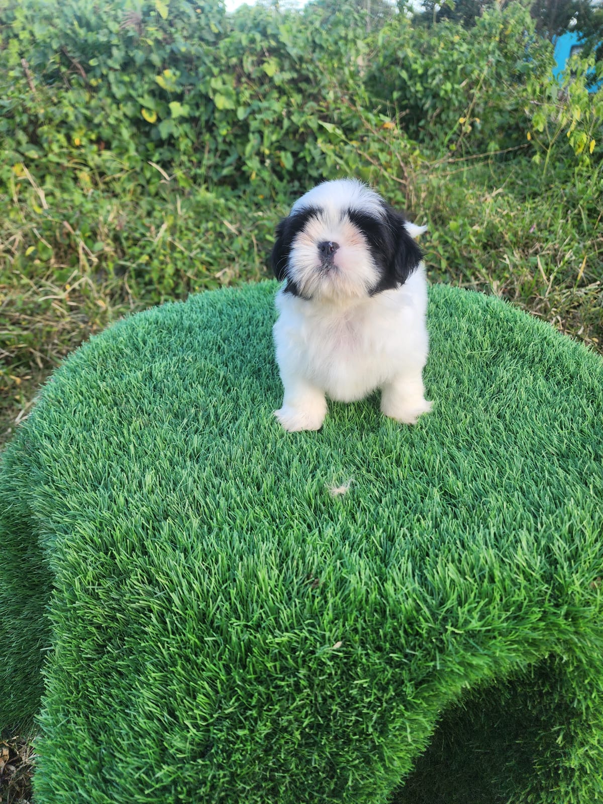 OFERTA CACHORRO SHIH TZU MACHO EN SANTO DOMINGO Y VACUNADOS  Foto 7305906-4.jpg