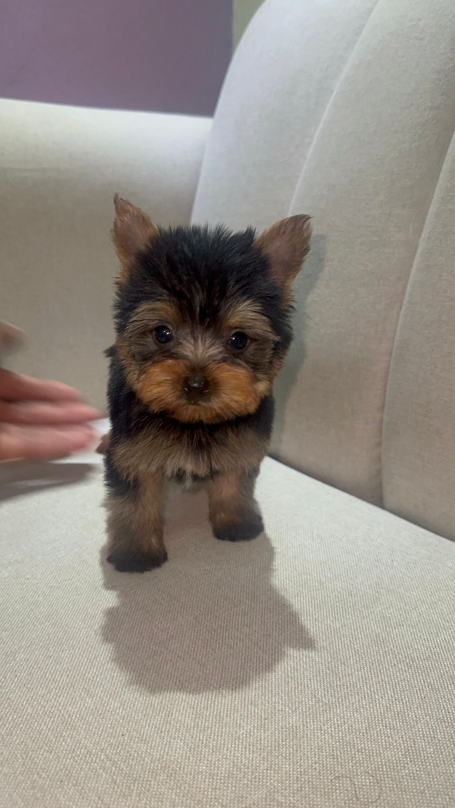 OFERTA CACHORRO YORKIE MACHO UBICADA EN SANTO DOMINGO Y VACUNA AL DIA  Foto 7305907-1.jpg