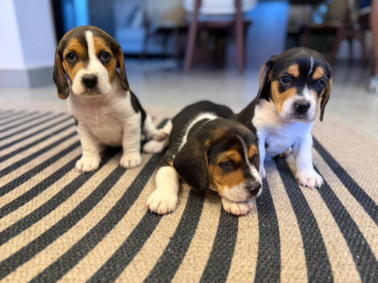 OFERTA CACHORRO BEAGLE MACHO EN SANTO DOMINGO Y VACUNA AL DIA  Foto 7305911-1.jpg