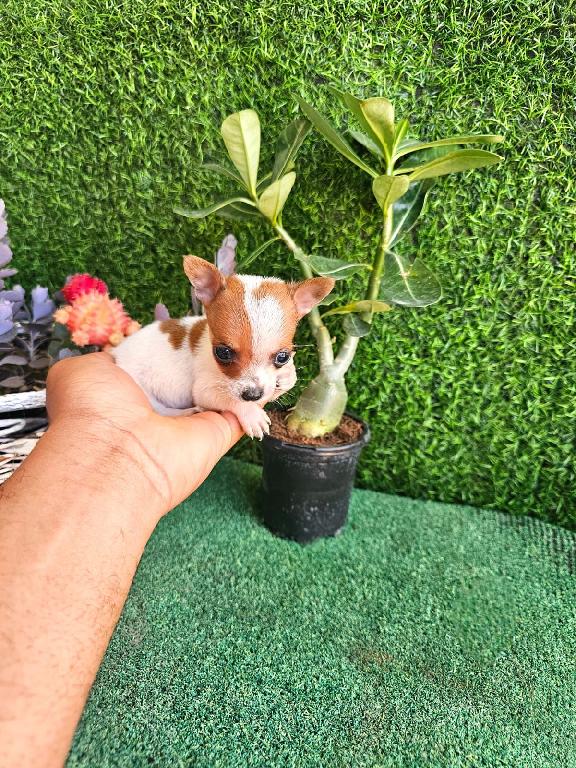 OFERTA CACHORRO CHIHUAHUA MACHO EN SANTO DOMINGO Y VACUNA AL DIA  Foto 7305912-1.jpg